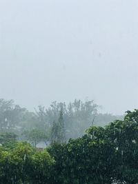 Trees and plants on rainy day