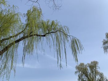 Low angle view of tree against sky