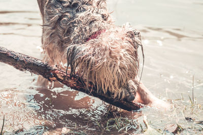 View of a dog in the water