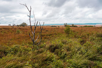 Old broken tree in nature reserve high fens, belgium.