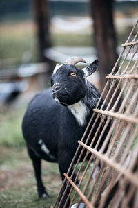 Close-up of goat