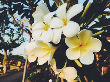 Close-up of frangipani on tree