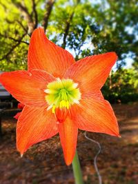 Close-up of orange hibiscus blooming outdoors