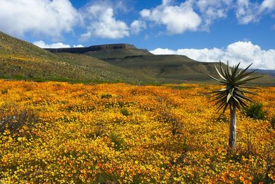 Scenic view of flowering plants on field against sky