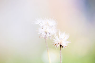 Close-up of white dandelion flower