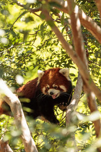 Red panda on tree branch