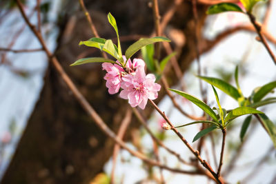 Close-up of pink cherry blossoms in spring