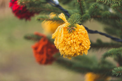 Wool handmade balls decoration on a christmas tree outdoor. diy yarn crafts creative ideas