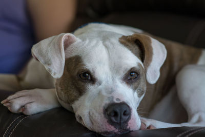 Close-up portrait of dog relaxing on sofa at home