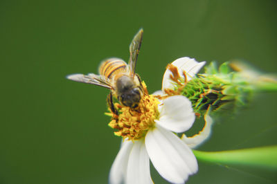 Close-up of bee on flower