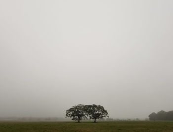 Trees on field against clear sky