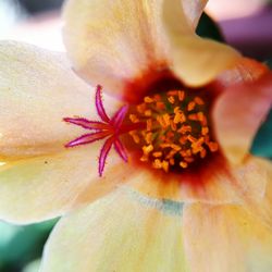 Close-up of honey bee on hibiscus