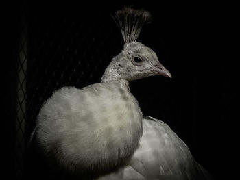 Close-up of a bird against black background