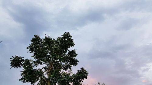 Low angle view of tree against cloudy sky