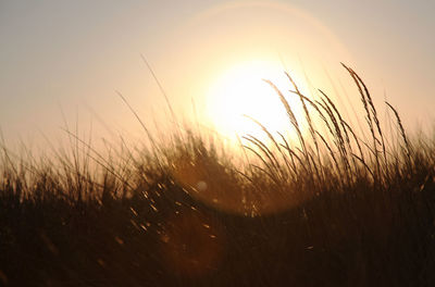 Scenic view of sunset over field