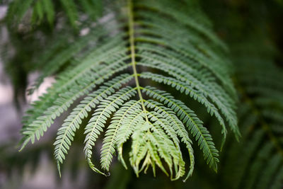 Close-up of fern leaves