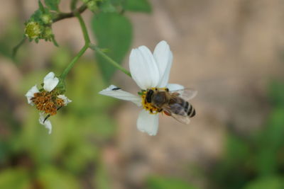 Close-up of bee on white flower