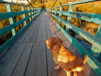 View of a dog on wooden footpath