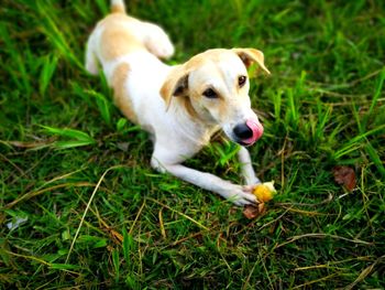 Portrait of dog with ball on grass