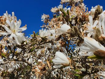 Close-up of white flowering plant against sky