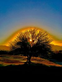 Trees against sky during sunset