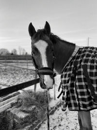 Portrait of horse standing in ranch