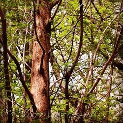 Trees in forest