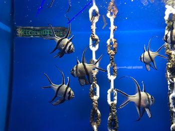 Close-up of fishes swimming in sea