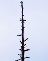 Low angle view of tree against clear sky