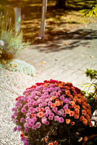 Close-up of pink flowers