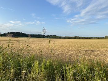 Scenic view of field against sky