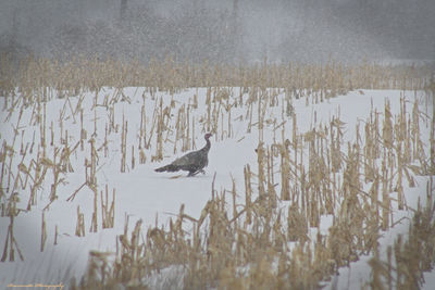 View of birds in lake during winter