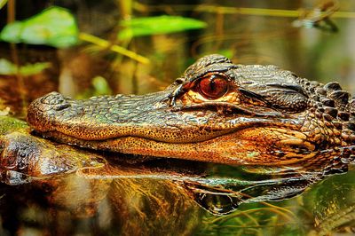 Close-up of lizard on water