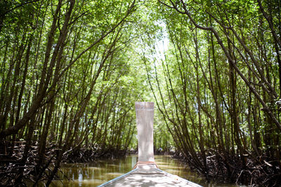 Walkway amidst trees in forest