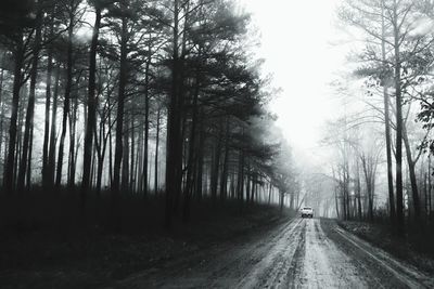 Road amidst trees in forest