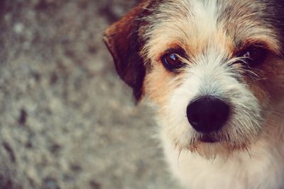 Close-up portrait of puppy