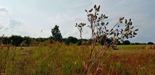 Plants on field against sky