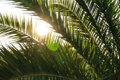 Close-up of palm trees