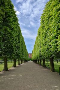 Street amidst trees against sky