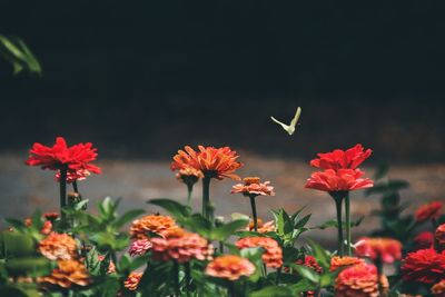 Close-up of red flowering plant