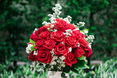 Bouquet of red roses with baby breath in garden