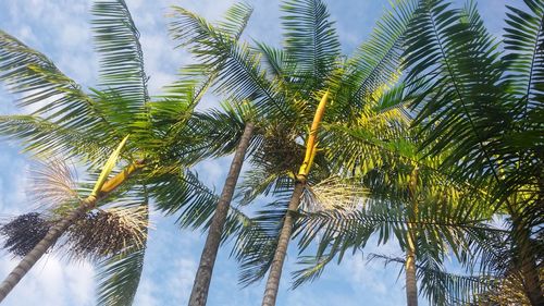 Low angle view of palm trees against sky