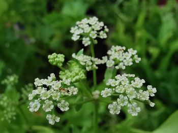 Close-up of white flowering plant