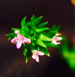 Close-up of pink flowers against black background