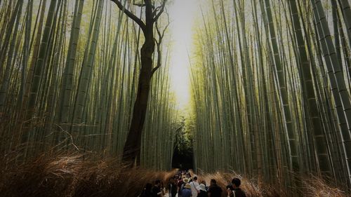 People walking amidst bamboos in grove