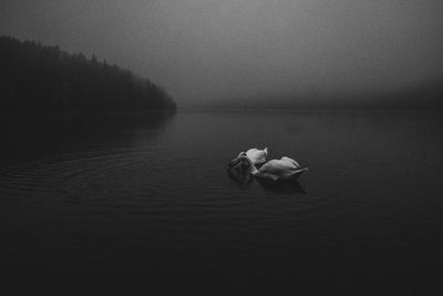 View of duck swimming in lake