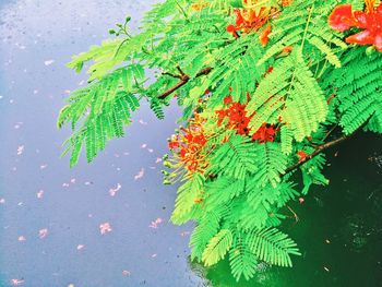 Close up of leaves on plant