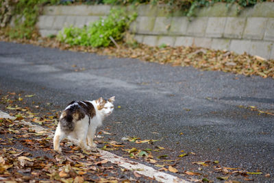 View of a cat on footpath