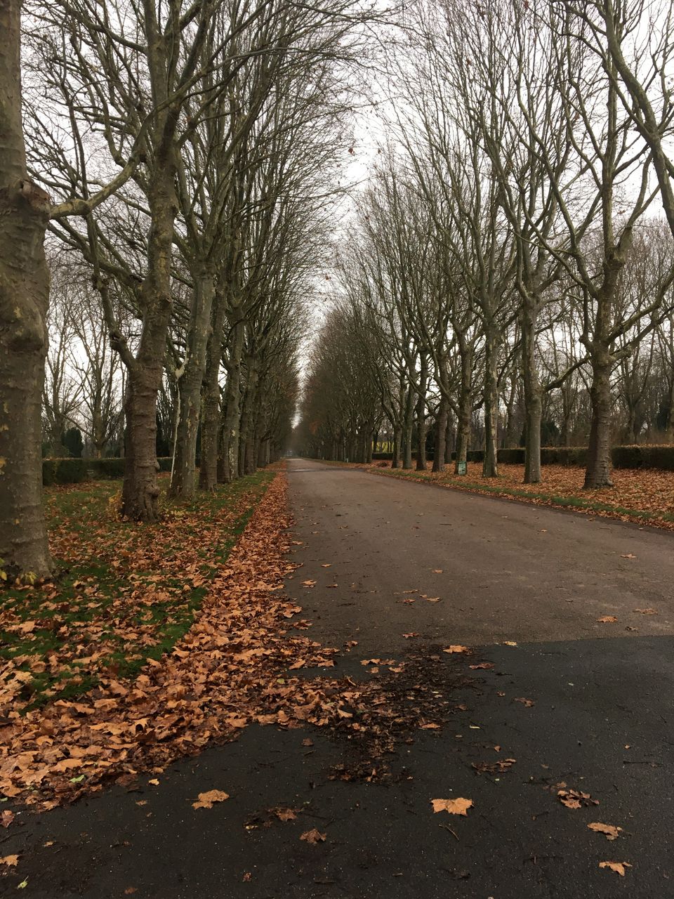 tree, autumn, plant, leaf, plant part, the way forward, nature, bare tree, no people, road, tranquility, diminishing perspective, morning, beauty in nature, day, footpath, branch, transportation, falling, tranquil scene, land, outdoors, vanishing point, tree trunk, trunk, scenics - nature, park, street, sunlight, treelined, city, sky, growth, dry, environment