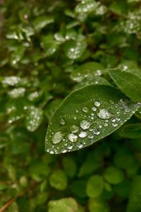Close-up of raindrops on leaves